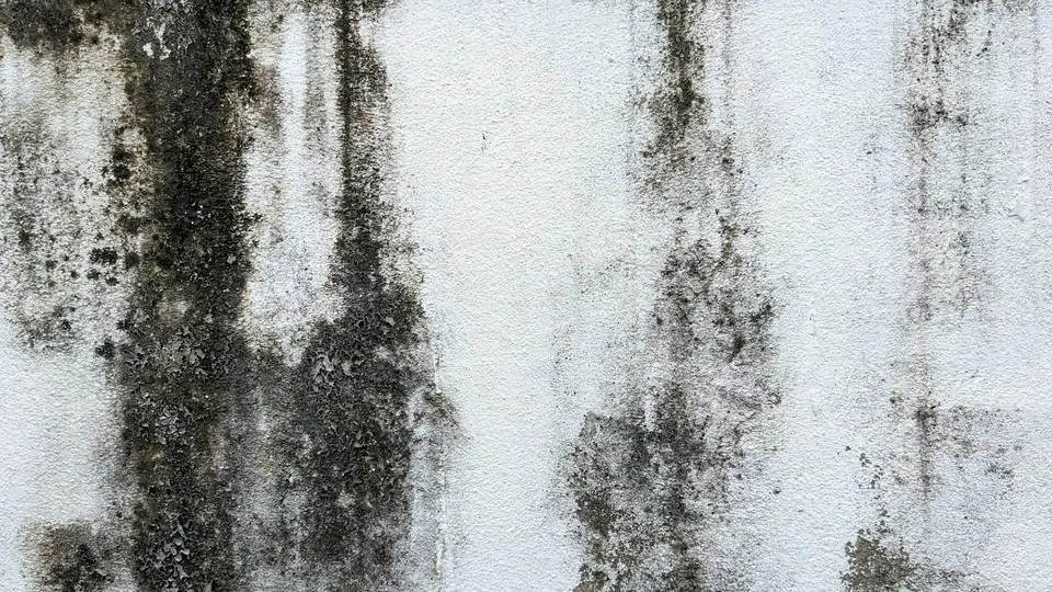 Basement wall with mold growth inside a plastic containment area, with drywall cut away to the studs